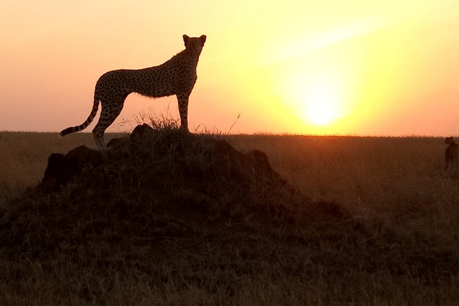 godsonadventures-plains2peaks Ltd - Why Tarangire makes a strong first safari day