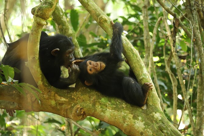 Gombe National Park Chimpanzee Trekking - Why Gombe is more than a chimpanzee stop