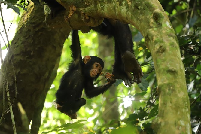 Gombe National Park Chimpanzee Trekking - What the six-hour park visit feels like