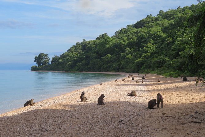 Gombe National Park Chimpanzee Trekking - The guide makes or breaks the day
