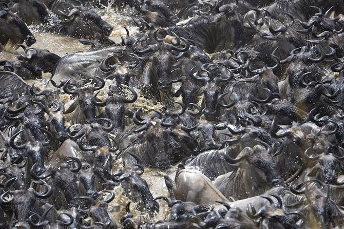 Great Migration Safari In Tanzania - Why this safari route works