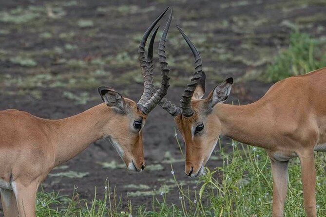 Great Migration Safari In Tanzania - Day 3: Through Ngorongoro to northern Serengeti