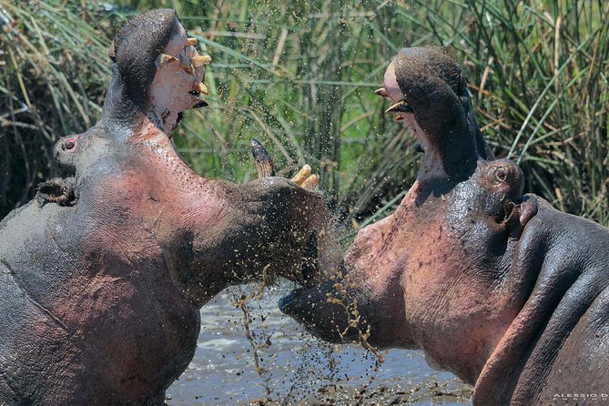 Group Safari 7 Days in Tanzania's Main Parks - Why this northern Tanzania route works
