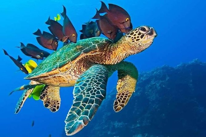 Half-Day Dolphin & Snorkeling Tour in Mnemba Island Zanzibar - Snorkeling the Coral Garden