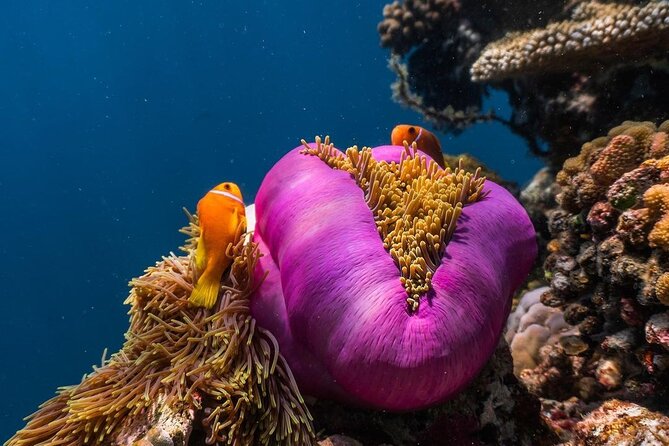 Half-Day Dolphin & Snorkeling Tour in Mnemba Island Zanzibar - Is $120 a fair price?