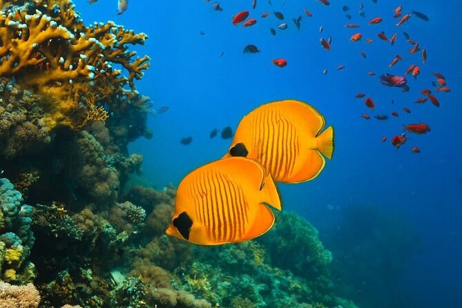 Half-Day Dolphin & Snorkeling Tour in Mnemba Island Zanzibar - Who will enjoy this Mnemba trip most?