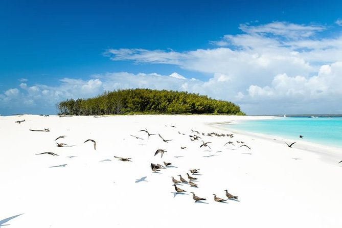 Half-Day Dolphin & Snorkeling Tour in Mnemba Island Zanzibar - The 8:00 am pickup and ride to the water