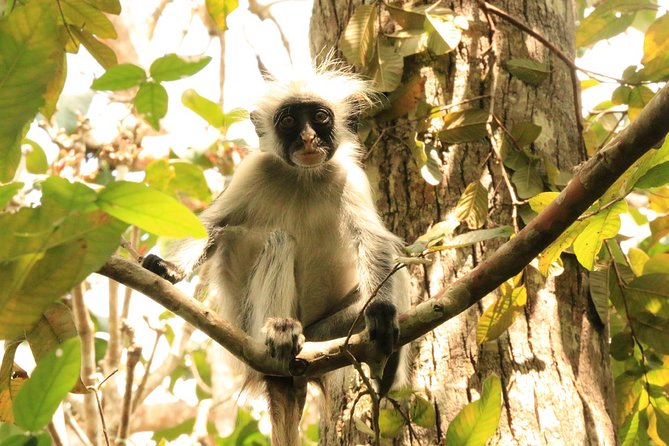 Half-Day Private Jozani Chwaka Bay Forest Tour in Zanzibar - A short trip into Zanzibar’s only national park
