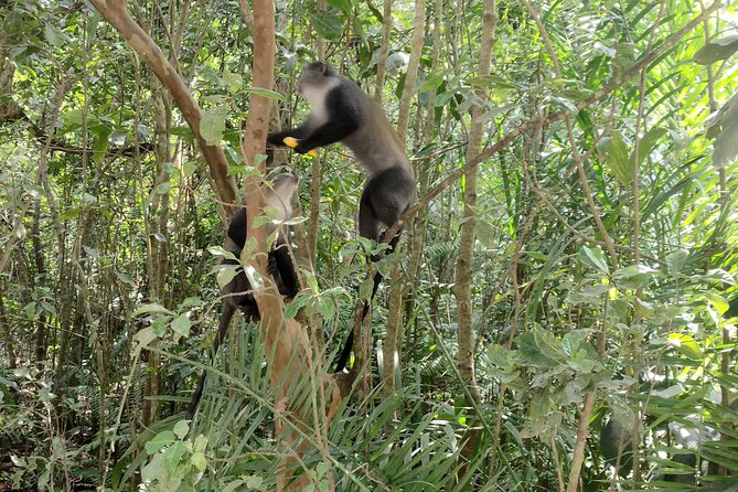 Half-Day Private Jozani Chwaka Bay Forest Tour in Zanzibar - Mangroves, butterflies, and the turtle sanctuary