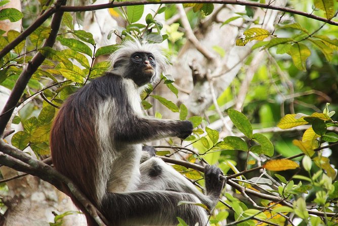 Half-Day Private Jozani Chwaka Bay Forest Tour in Zanzibar - Why the $55 price can make sense