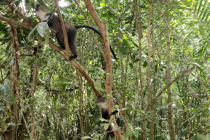 Half-Day Private Jozani Chwaka Bay Forest Tour in Zanzibar - Timing, pickup, and the small details that matter
