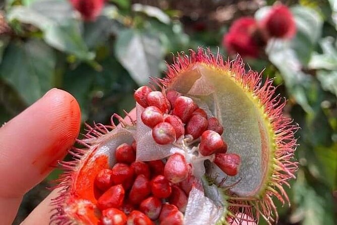 Half-Day Private Spice Tour in Kizimbani Farms, Zanzibar - Key points to know before booking