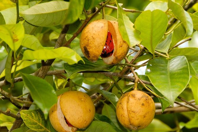 Half-Day Private Spice Tour in Kizimbani Farms, Zanzibar - Why a spice farm makes a good half-day in Zanzibar