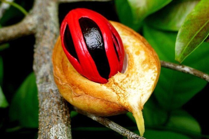 Half-Day Private Spice Tour in Kizimbani Farms, Zanzibar - What the private format changes