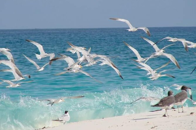 Half Day Zanzibar Mnemba Atoll Marine Reserve Snorkeling Tour - How the guides affect the morning