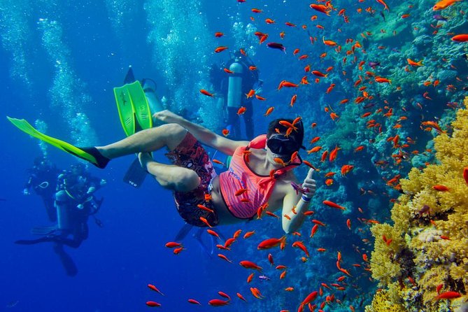 Half Day Zanzibar Mnemba Atoll Marine Reserve Snorkeling Tour - What you see around Mnemba Atoll