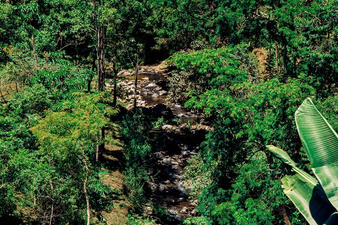 Hidden Arusha Waterfall, Coffee & Village Tour (All-Inclusive) - Swimming at Mangalia Waterfalls