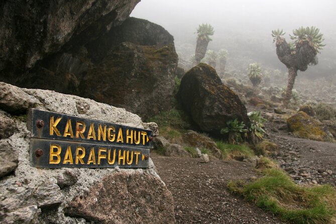 Hiking Mt Kilimanjaro 8 days, the most scenic route up Kili - Day 5: The Barranco Wall to Karanga