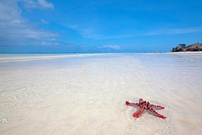 Horse Ride + Swimming with Turtles in Aquarium at Nungwi Beach - Key points to know before booking