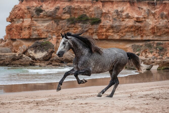 Horse Ride + Swimming with Turtles in Aquarium at Nungwi Beach - Horseback into the sea at Mangapwani