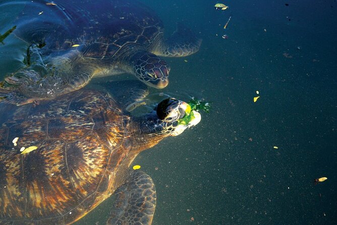 Horse Ride + Swimming with Turtles in Aquarium at Nungwi Beach - Is $150 a fair price?