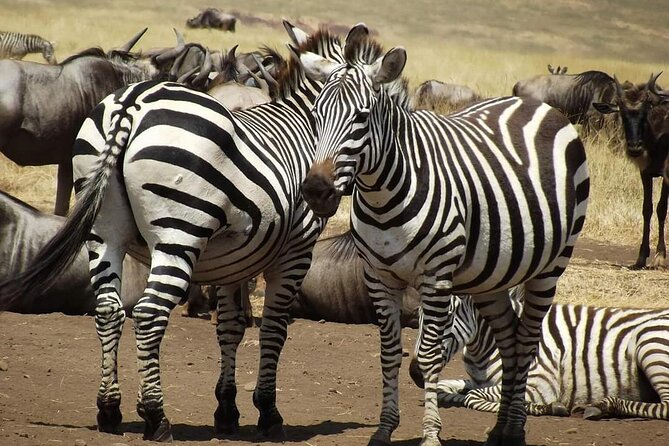 Joining Safari from Mwanza - Key points at a glance