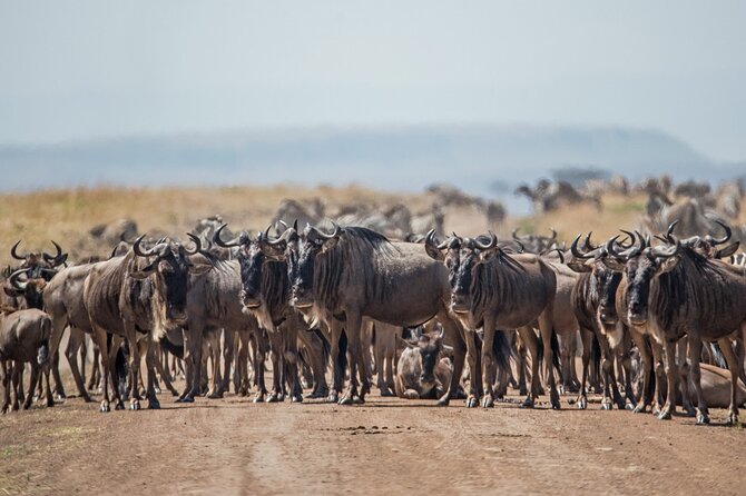 Joining Safari from Mwanza - The guide and the private format