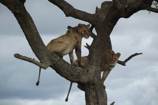 Joining Safari from Mwanza - Day two: ten hours around Seronera