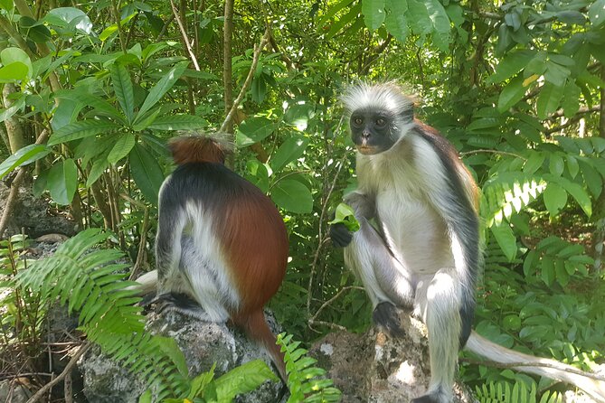 Jozani Forest, Kuza Cave, Paje Beach and The Rock Restaurant - Key points to know before booking