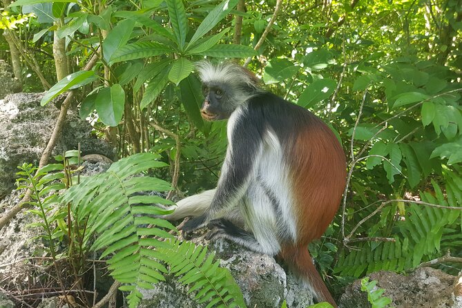 Jozani Forest, Kuza Cave, Paje Beach and The Rock Restaurant - What to pack for this particular combination