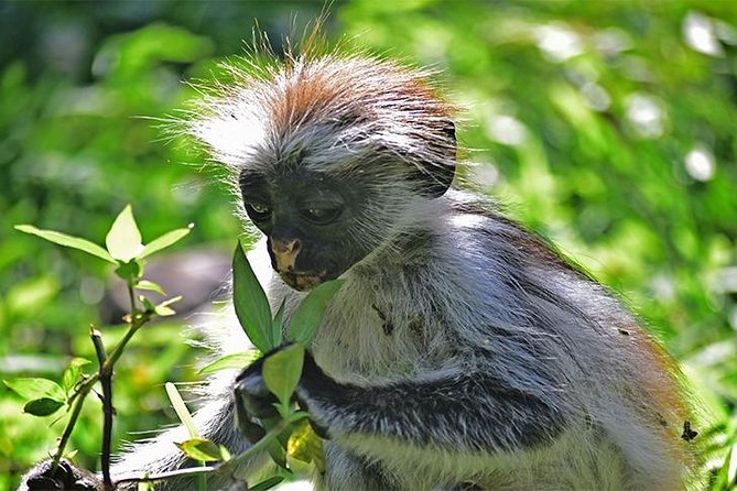Jozani Forest Reserve Half-Day Guided Tour from Zanzibar - The forest trail among eucalyptus and mahogany trees