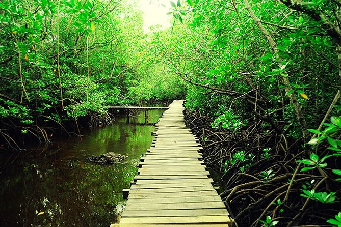 Jozani Forest Reserve Half-Day Guided Tour from Zanzibar - The mangrove boardwalk and changing tides