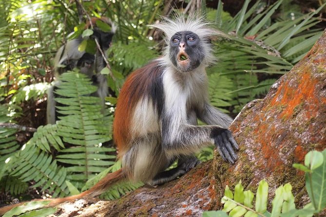 Jozani Forest Reserve Half-Day Guided Tour from Zanzibar - Morning or afternoon: choosing the right fit