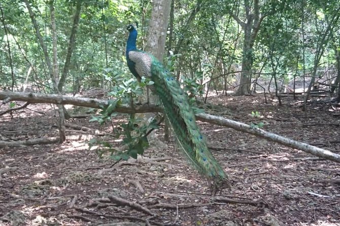 Jozani Forest Reserve Half-Day Guided Tour from Zanzibar - What the guide adds to the visit