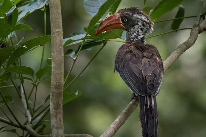 Jozani Forest Reserve Half-Day Guided Tour from Zanzibar - What the $115 price really covers