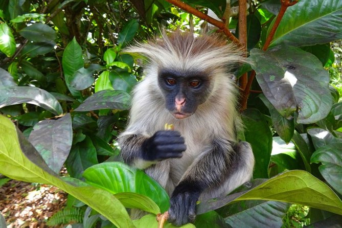Jozani Forest Reserve Half-Day Guided Tour from Zanzibar - Who should book this Jozani half-day tour
