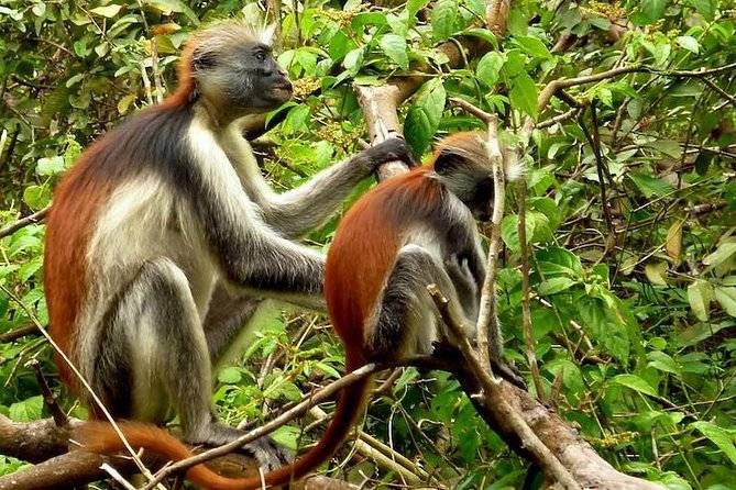 Jozani Forest Reserve Half-Day Guided Tour from Zanzibar - Finding the monkeys without rushing the sighting