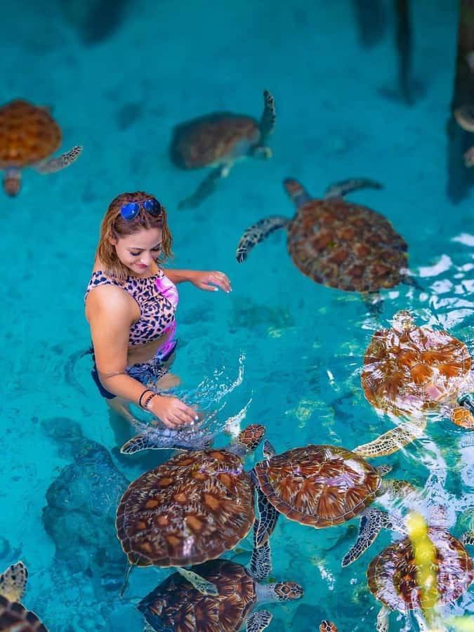 Jozani Forest, Sea Turtles, Blue Lagoon, Starfish & The Rock - One full day from forest shade to Indian Ocean views