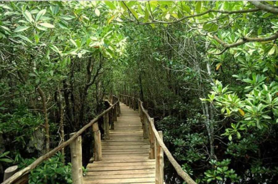 Jozani Forest, Sea Turtles, Blue Lagoon, Starfish & The Rock - Finishing at The Rock Restaurant