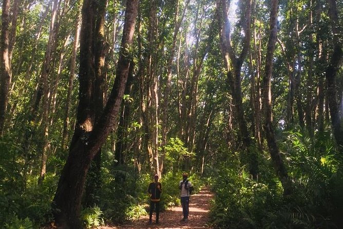 Jozani Forest Tour - What the $48 Price Really Covers