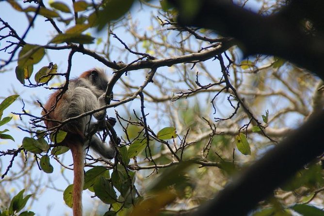 Jozani forest tour + Spice Tour - The mangrove boardwalk and giant turtle sanctuary