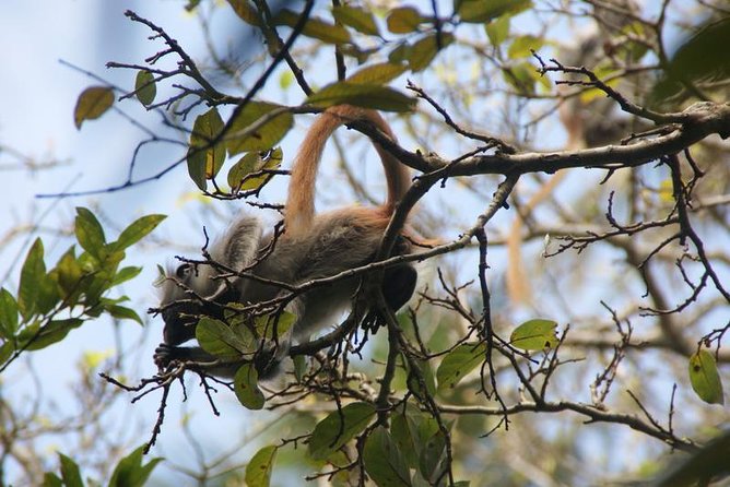 Jozani forest tour + Spice Tour - Tasting Zanzibar at Jambo Spice Farm