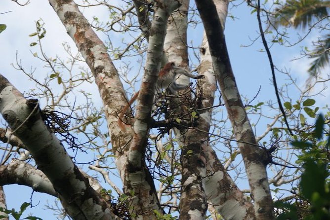 Jozani forest tour + Spice Tour - Transport, private guiding, and the daily pace