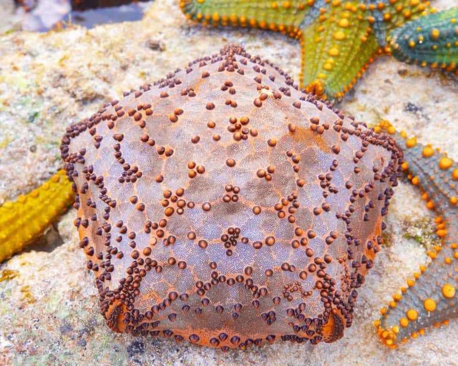 Jozani Forest Tour, Starfish Adventure, The Rock Restaurant - By boat toward the Mnemba Island atoll