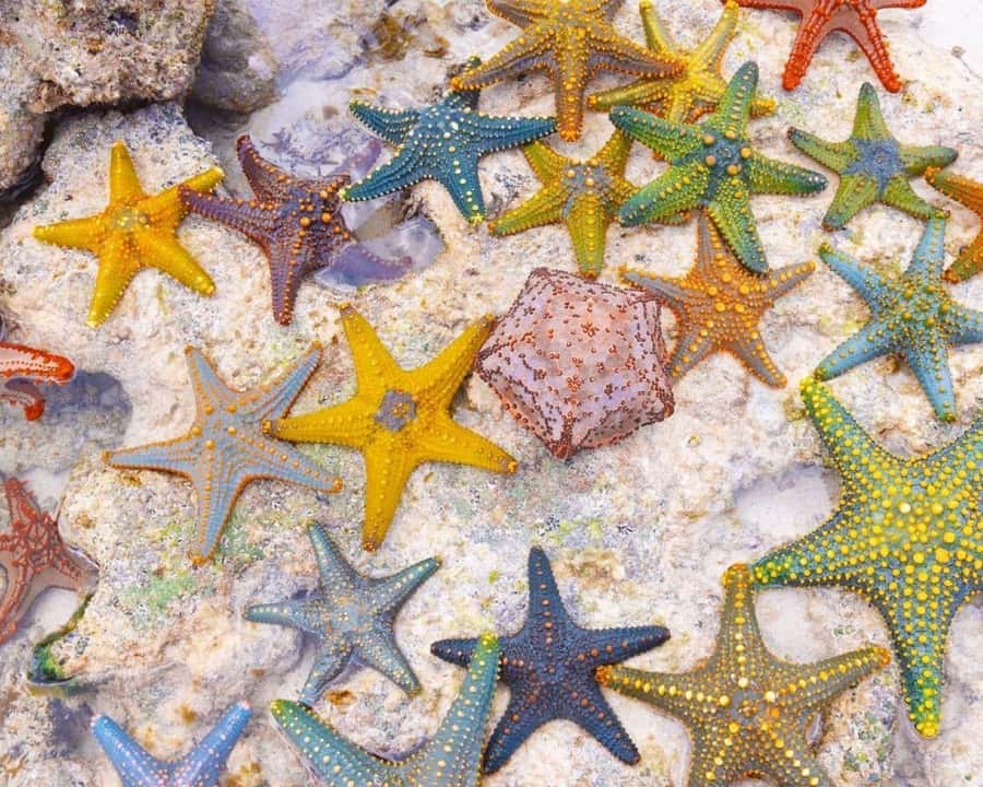 Jozani Forest Tour, Starfish Adventure, The Rock Restaurant - The Rock Restaurant above the sea