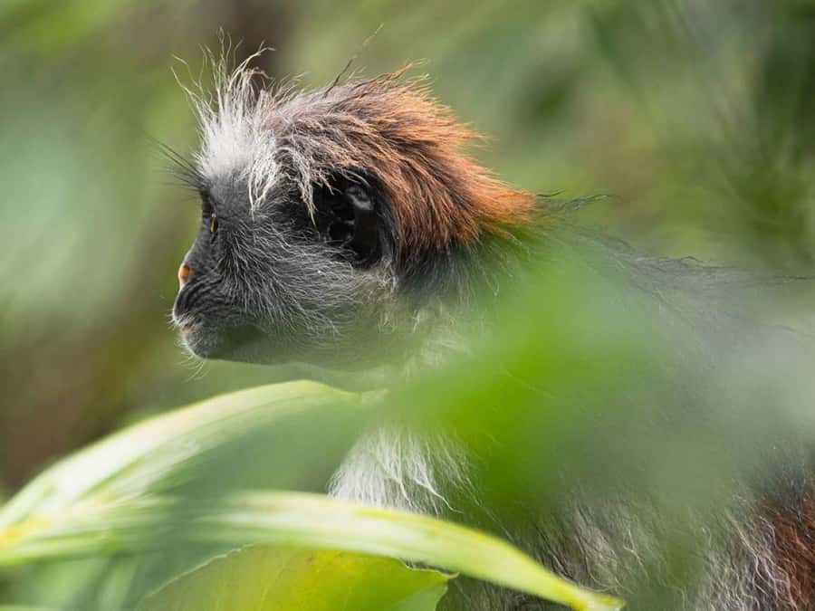 Jozani Forest Tour, Starfish Adventure, The Rock Restaurant - Jozani Forest and Zanzibar’s red colobus monkeys