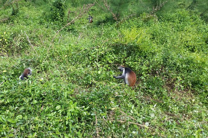 Jozani Forest - Following the red colobus through the forest