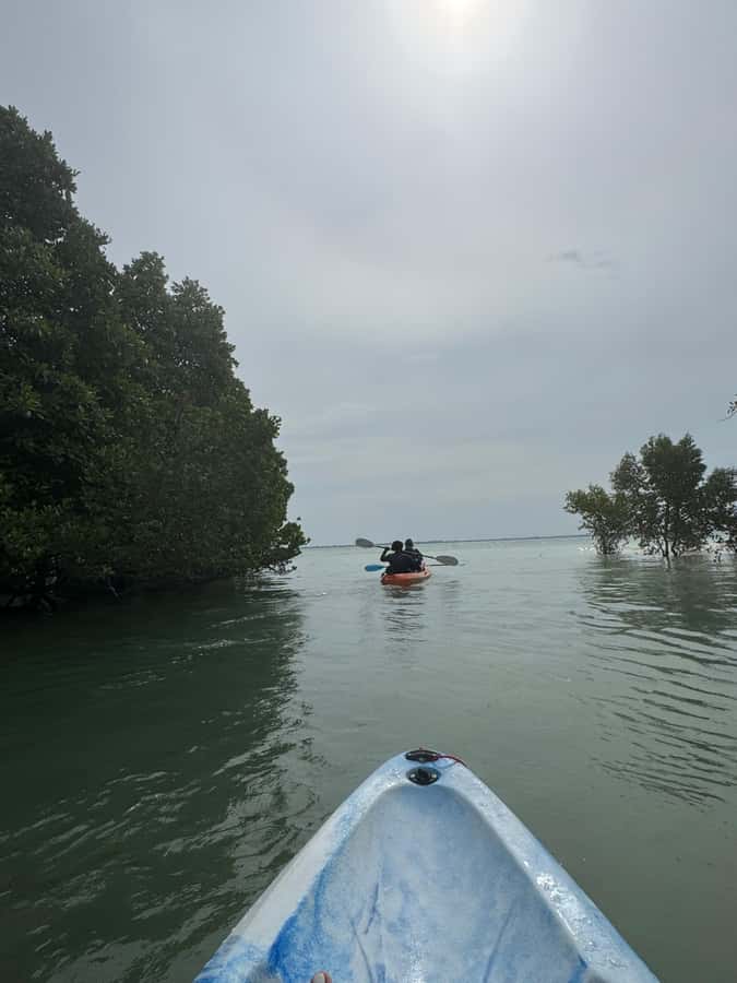 Kayak Mangrove Tour - Why the Tide Controls Your Day