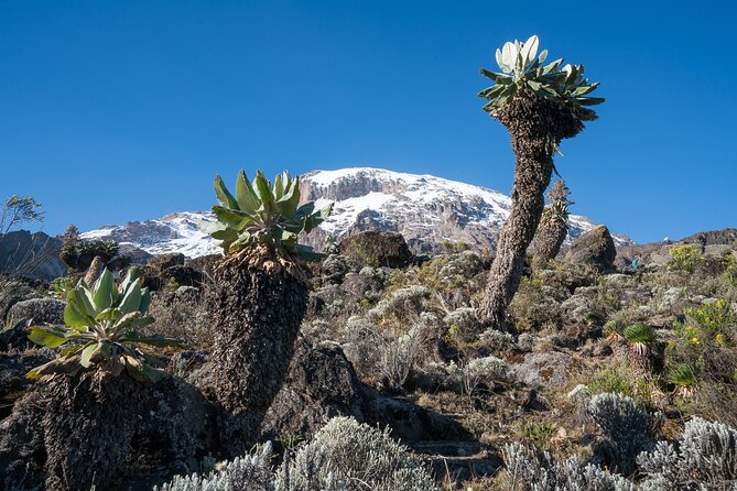 Kilimanjaro Airport Private Transfer from/to Moshi - Your first hour in Tanzania