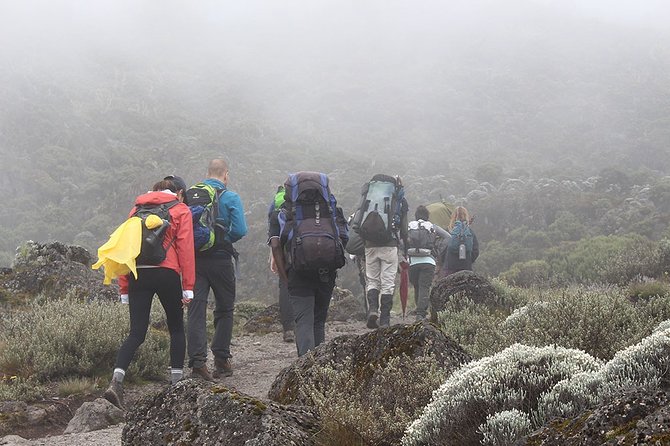 Kilimanjaro Climb- 8 Days Lemosho Route - Starting in Moshi with the practical details handled